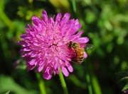 16 Ape mellifera su  Knautia longifolia  